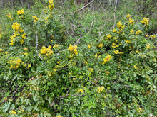 Load image into Gallery viewer, A wild population of tall Oregon grape (Berberis aquifolium or Mahonia aquifolium)in flower. One of approximately 200 species of Pacific Northwest native plants available at Sparrowhawk Native Plants nursery in Portland, Oregon