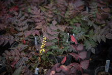 Cargar imagen en el visor de la galería, One gallon pots of cascade Oregon grape (Mahonia nervosa / Berberis nervosa) in April. Another stunning Pacific Northwest native shrub available at Sparrowhawk Native Plants Nursery in Portland, Oregon.