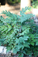 Cargar imagen en el visor de la galería, Cascade Oregon Grape with berries (Mahonia nervosa / Berberis nervosa). Another stunning Pacific Northwest native shrub available at Sparrowhawk Native Plants Nursery in Portland, Oregon.