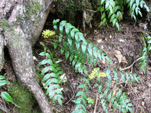 Cargar imagen en el visor de la galería, A small population of cascade Oregon grape (Mahonia nervosa / Berberis nervosa) grows out from under a log in the forest. Another stunning Pacific Northwest native shrub available at Sparrowhawk Native Plants Nursery in Portland, Oregon.