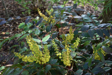 Cargar imagen en el visor de la galería, Yellow flowers and evergreen leaves on cascade Oregon grape (Mahonia nervosa / Berberis nervosa) in April. Another stunning Pacific Northwest native shrub available at Sparrowhawk Native Plants Nursery in Portland, Oregon.