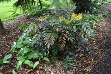 Cargar imagen en el visor de la galería, The full growth habit of a mature cascade Oregon grape (Mahonia nervosa / Berberis nervosa) blooming in April. Another stunning Pacific Northwest native shrub available at Sparrowhawk Native Plants Nursery in Portland, Oregon.