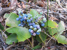 Load image into Gallery viewer, Close-up of creeping Oregon grape berries (Mahonia repens). Another stunning Pacific Northwest native plant available at Sparrowhawk Native Plants Nursery in Portland, Oregon.