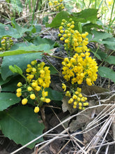 Load image into Gallery viewer, Close-up of creeping Oregon grape flower (Mahonia repens). Another stunning Pacific Northwest native plant available at Sparrowhawk Native Plants Nursery in Portland, Oregon.