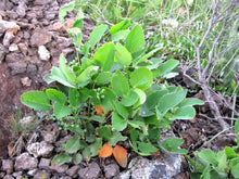 Load image into Gallery viewer, Cheerful green foliage and growth habit of creeping Oregon grape (Mahonia repens). One of approximately 200 species of Pacific Northwest native plant available at Sparrowhawk Native Plants Nursery in Portland, Oregon
