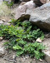Load image into Gallery viewer, Mature growth habit of creeping Oregon grape (Mahonia repens) on a wild rocky slope. One of approximately 200 species of Pacific Northwest native plants available at Sparrowhawk Native Plants Nursery in Portland, Oregon