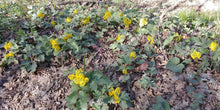 Load image into Gallery viewer, A wild population of creeping Oregon grape (Mahonia repens) in flower. One of approximately 200 species of Pacific Northwest native plants available at Sparrowhawk Native Plants Nursery in Portland, Oregon