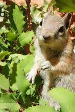 Load image into Gallery viewer, A adorable squirrel poses with the foliage of creeping Oregon grape (Mahonia repens). One of approximately 200 species of Pacific Northwest native plants available at Sparrowhawk Native Plants Nursery in Portland, Oregon