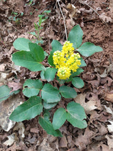 Load image into Gallery viewer, Flowering growth habit of creeping Oregon grape (Mahonia repens). Another stunning Pacific Northwest native plant available at Sparrowhawk Native Plants Nursery in Portland, Oregon.