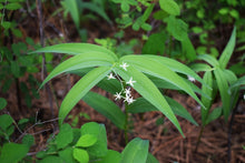 Cargar imagen en el visor de la galería, Growth habit of starry false Solomon's seal (Maianthemum stellatum) flowering in April. One of 100+ species of Pacific Northwest native plants available at Sparrowhawk Native Plants, Native Plant Nursery in Portland, Oregon.