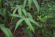Cargar imagen en el visor de la galería, A small population of starry false Solomon's seal (Maianthemum stellatum) flowering in April. One of 100+ species of Pacific Northwest native plants available at Sparrowhawk Native Plants, Native Plant Nursery in Portland, Oregon.