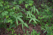 Cargar imagen en el visor de la galería, A small population of starry false Solomon's seal (Maianthemum stellatum) flowering in April. One of 100+ species of Pacific Northwest native plants available at Sparrowhawk Native Plants, Native Plant Nursery in Portland, Oregon.