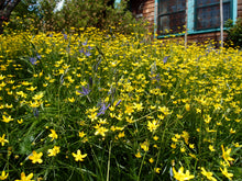 Load image into Gallery viewer, Flowering form of western buttercup (Ranunculus occidentalis) in a Portland meadowscape. One of approximately 200 species of Pacific Northwest native plants available at Sparrowhawk Native Plants, Native Plant Nursery in Portland, Oregon.
