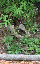 Load image into Gallery viewer, Oregon saxifrage (Micranthes oregana, formerly Saxifraga oregana) in the habitat garden. One of 150+ species of Pacific Northwest native plants available at Sparrowhawk Native Plants, Native Plant Nursery in Portland, Oregon.