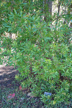 Load image into Gallery viewer, Evergreen Pacific wax myrtle (Myrica californica) growing along a bright forest edge. One of approximately 200 species of Pacific Northwest native plants available at Sparrowhawk Native Plants, Native Plant Nursery in Portland, Oregon.