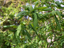 Cargar imagen en el visor de la galería, Close up a a branches of osoberry, or Indian plum (Oemleria cerasiformis), with early, unripe fruits beginning to form. Another stunning Pacific Northwest native shrub available at Sparrowhawk Native Plants Nursery in Portland, Oregon