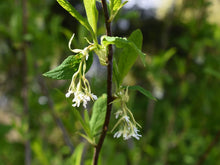 Cargar imagen en el visor de la galería, Close-up of the early-blooming white flowers of osoberry, or indian plum (Oemleria cerasiformis). Another stunning Pacific Northwest native shrub available at Sparrowhawk Native Plants Nursery in Portland, Oregon