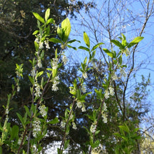 Cargar imagen en el visor de la galería, Branches of osoberry, or Indian plum (Oemleria cerasiformis), laden with sweet white flowers in April. Another stunning Pacific Northwest native shrub available at Sparrowhawk Native Plants Nursery in Portland, Oregon