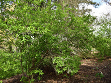 Cargar imagen en el visor de la galería, Full mature form of osoberry, or Indian plum (Oemleria cerasiformis) in the habitat garden. Another stunning Pacific Northwest native shrub available at Sparrowhawk Native Plants Nursery in Portland, Oregon
