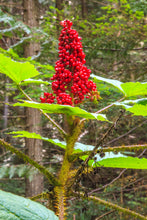 Load image into Gallery viewer, A cone of bright red devil's club (Oplopanax horridus) berries tops an extremely spiny stem. One of 150+ species of Pacific Northwest native plants available at Sparrowhawk Native Plants, Native Plant Nursery in Portland, Oregon.