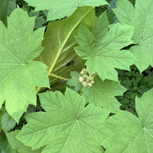 Load image into Gallery viewer, Close-up of the immense, maple-like leaves of devil's club (Oplopanax horridus). One of 150+ species of Pacific Northwest native plants available at Sparrowhawk Native Plants, Native Plant Nursery in Portland, Oregon.