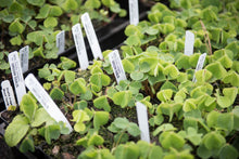 Load image into Gallery viewer, 4" pots of Oregon oxalis, aka redwood sorrel (Oxalis oregana). One of 100+ species of Pacific Northwest native plants available at Sparrowhawk Native Plants, Native Plant Nursery in Portland, Oregon.