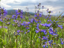 Load image into Gallery viewer, A patch of Rydberg's penstemon (Penstemon rydbergii) in the wild. One of approximately 200 species of Pacific Northwest native plants available at Sparrowhawk Native Plants, Native Plant Nursery in Portland, Oregon.