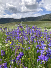 Load image into Gallery viewer, A patch of Rydberg's penstemon (Penstemon rydbergii) in the wild. One of approximately 200 species of Pacific Northwest native plants available at Sparrowhawk Native Plants, Native Plant Nursery in Portland, Oregon.
