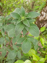 Cargar imagen en el visor de la galería, A budding shade phacelia plant (Phacelia nemoralis). One of approximately 200 species of Pacific Northwest native plants available from Sparrowhawk Native Plants nursery in Portland, Oregon.