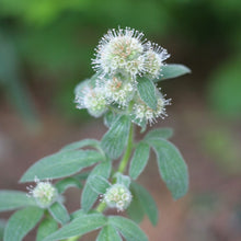Cargar imagen en el visor de la galería, Close up of the intricate white flowers of shade phacelia (Phacelia nemoralis). One of approximately 200 species of Pacific Northwest native plants available from Sparrowhawk Native Plants nursery in Portland, Oregon.