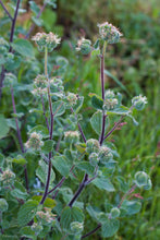 Cargar imagen en el visor de la galería, Several flowering stalks of shade phacelia (Phacelia nemoralis). One of approximately 200 species of Pacific Northwest native plants available from Sparrowhawk Native Plants nursery in Portland, Oregon.