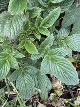 Cargar imagen en el visor de la galería, Close up of the fuzzy foliage of shade phacelia (Phacelia nemoralis). One of approximately 200 species of Pacific Northwest native plants available from Sparrowhawk Native Plants nursery in Portland, Oregon.