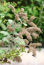 Cargar imagen en el visor de la galería, Dried, brown seed heads of shade phacelia (Phacelia nemoralis). One of approximately 200 species of Pacific Northwest native plants available from Sparrowhawk Native Plants nursery in Portland, Oregon.