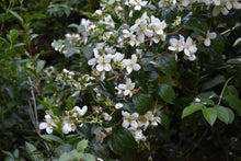 Cargar imagen en el visor de la galería, A branch laden with the fragrant white flowers of native Mock Orange shrub (Philadelphus lewisii). One of 100+ species of Pacific Northwest native plants available at Sparrowhawk Native Plants, Native Plant Nursery in Portland, Oregon.