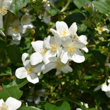 Cargar imagen en el visor de la galería, Fragrant white flowers of native mock orange shrub (Philadelphus lewisii). One of 100+ species of Pacific Northwest native plants available at Sparrowhawk Native Plants, Native Plant Nursery in Portland, Oregon.
