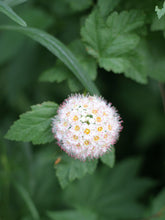 Cargar imagen en el visor de la galería, Close-up of pacific ninebark flower (Physocarpus capitatus). Another stunning Pacific Northwest native shrub available at Sparrowhawk Native Plants Nursery in Portland, Oregon.