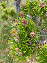 Load image into Gallery viewer, Close up of the needles and flowers on shore pine (Pinus contorta ssp. contorta). One of approximately 200 species of Pacific Northwest native plants available at Sparrowhawk Native Plants in Portland, Oregon.