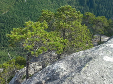 Load image into Gallery viewer, Mature form of shore pine (Pinus contorta ssp. contorta) in one of its natural habitats. One of approximately 200 species of Pacific Northwest native plants available at Sparrowhawk Native Plants in Portland, Oregon.