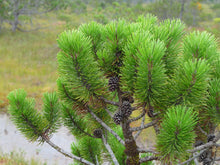 Load image into Gallery viewer, Close up of the needles and cones on shore pine (Pinus contorta ssp. contorta). One of approximately 200 species of Pacific Northwest native plants available at Sparrowhawk Native Plants in Portland, Oregon.