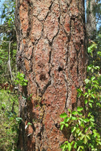 Load image into Gallery viewer, Close up of the bark on Ponderosa pine (Pinus ponderosa). One of the many Pacific Northwest native trees available at Sparrowhawk Native Plants, Native Plant Nursery in Portland, Oregon.