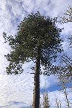 Load image into Gallery viewer, Mature canopy of Ponderosa pine (Pinus ponderosa) against a partially cloudy blue sky. One of the many Pacific Northwest native trees available at Sparrowhawk Native Plants, Native Plant Nursery in Portland, Oregon.