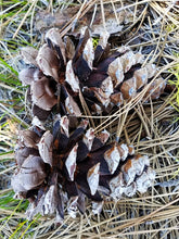 Load image into Gallery viewer, Close up of two mature Ponderosa pine cones (Pinus ponderosa). One of the many Pacific Northwest native trees available at Sparrowhawk Native Plants, Native Plant Nursery in Portland, Oregon.