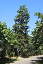 Load image into Gallery viewer, Full growth habit of Ponderosa pine (Pinus ponderosa) on the side of a rural road. One of the many Pacific Northwest native trees available at Sparrowhawk Native Plants, Native Plant Nursery in Portland, Oregon.