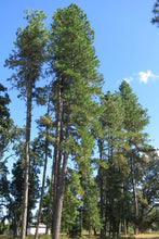 Load image into Gallery viewer, Mature stand of Ponderosa pines (Pinus ponderosa). One of the many Pacific Northwest native trees available at Sparrowhawk Native Plants, Native Plant Nursery in Portland, Oregon.