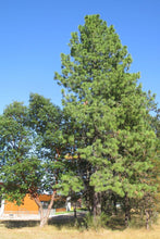 Load image into Gallery viewer, Middle-ages Ponderosa pine (Pinus ponderosa) standing next to madrone. One of the many Pacific Northwest native trees available at Sparrowhawk Native Plants, Native Plant Nursery in Portland, Oregon.
