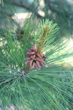 Load image into Gallery viewer, Close up of needles and early cones on Ponderosa pine (Pinus ponderosa). One of the many Pacific Northwest native trees available at Sparrowhawk Native Plants, Native Plant Nursery in Portland, Oregon.
