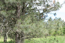 Load image into Gallery viewer, Partial habit of needles and early cones on Ponderosa pine (Pinus ponderosa). One of the many Pacific Northwest native trees available at Sparrowhawk Native Plants, Native Plant Nursery in Portland, Oregon.