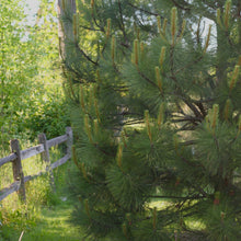 Load image into Gallery viewer, Partial habit of Ponderosa pine (Pinus ponderosa). One of the many Pacific Northwest native trees available at Sparrowhawk Native Plants, Native Plant Nursery in Portland, Oregon.