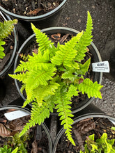 Load image into Gallery viewer, One gallon pot of sword fern (Polystichum munitum). One of 100+ Pacific Northwest native plants available at Sparrowhawk Native Plants in Portland, Oregon