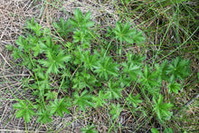 Cargar imagen en el visor de la galería, Attractive leaves of Slender Cinquefoil (Potentilla gracilis). One of 100+ species of Pacific Northwest native plants available at Sparrowhawk Native Plants, Native Plant Nursery in Portland, Oregon.